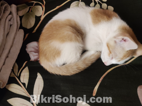 Mixed bread Kitten